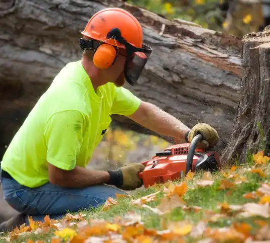 tree services Ho-Ho-Kus